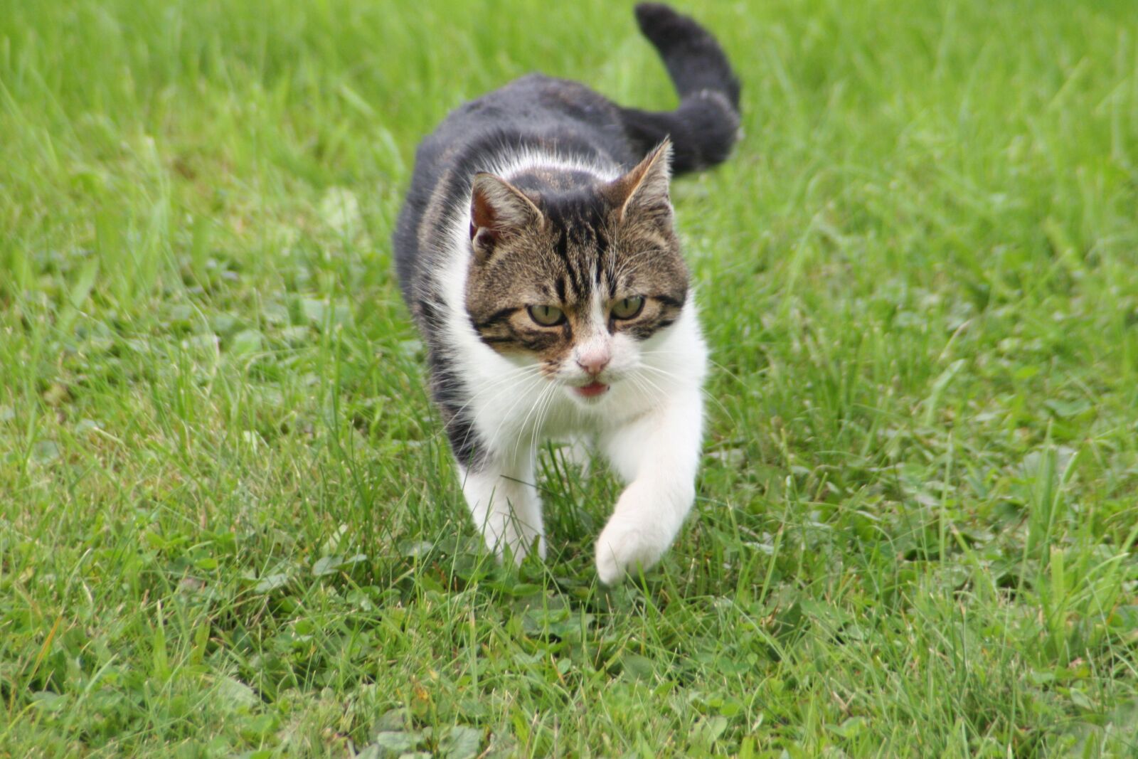 Canon EOS 20D sample photo. Cat, pet, animal photography