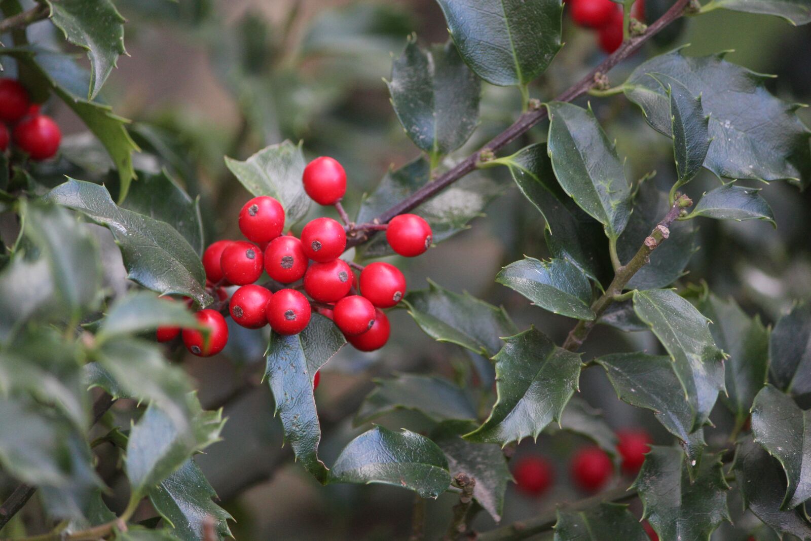 Canon EOS 650D (EOS Rebel T4i / EOS Kiss X6i) + Canon EF-S 55-250mm F4-5.6 IS II sample photo. Ilex, berries, red photography