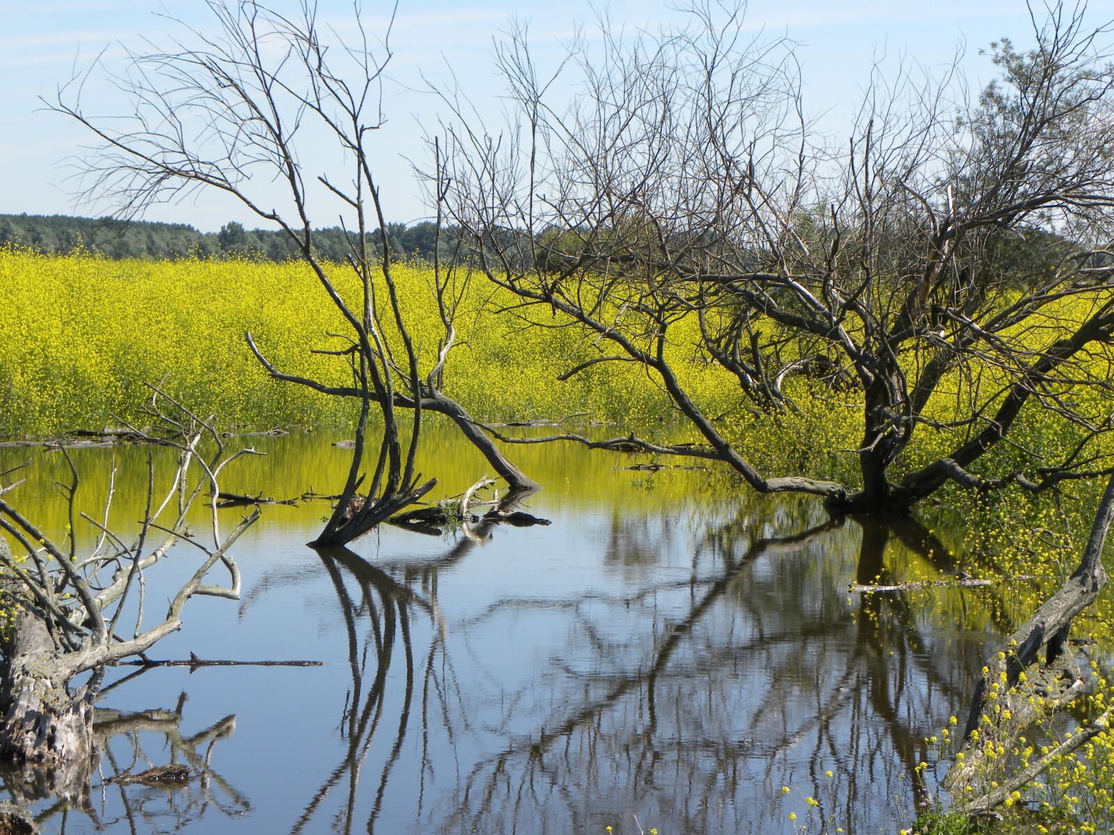 Nikon Coolpix P90 sample photo. Oostvaardersplassen, nature, water photography