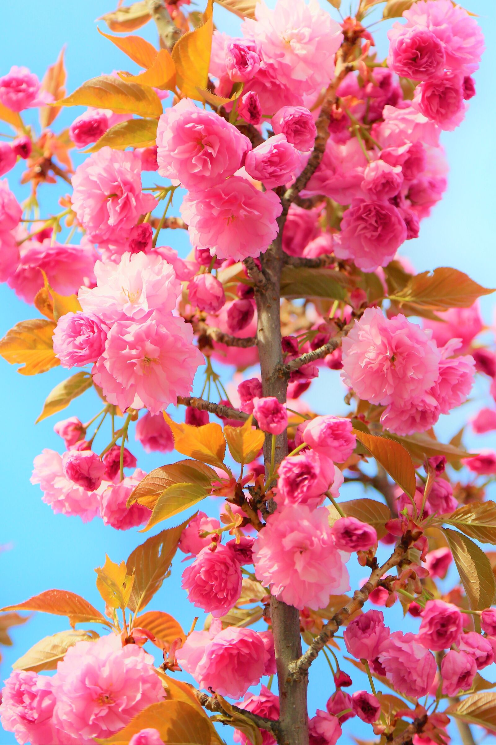 Canon EF 24-105mm F4L IS USM sample photo. Japanese cherry tree, flower photography