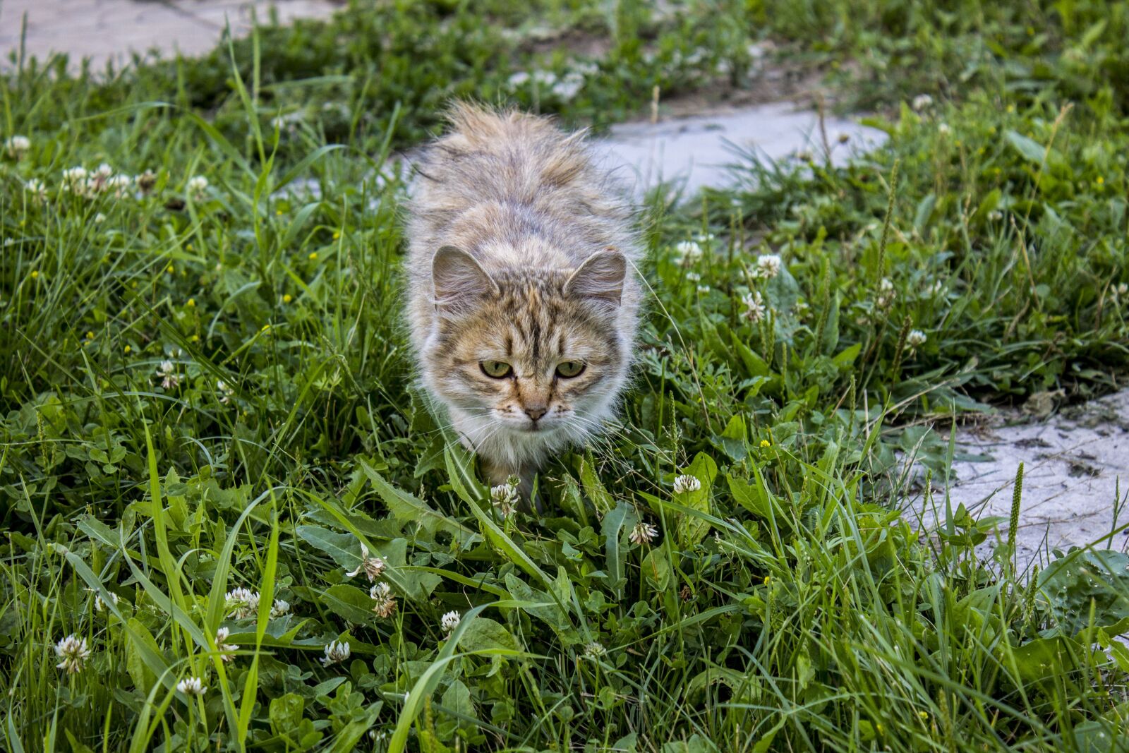 Canon EOS 1100D (EOS Rebel T3 / EOS Kiss X50) sample photo. Cat, grass, poster photography