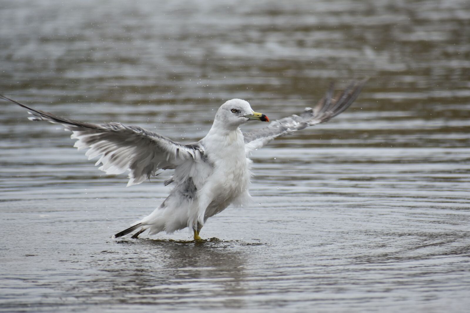 Nikon D7200 sample photo. Animal, sea, beach photography
