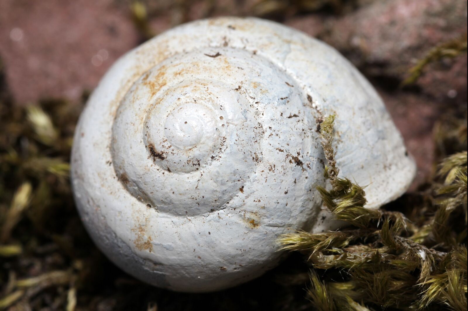 Canon EOS 60D sample photo. Snail, shell, snail shells photography