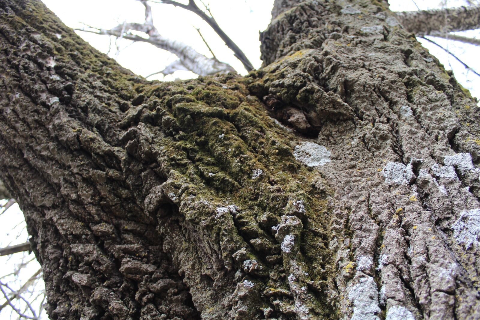 Canon EOS 1200D (EOS Rebel T5 / EOS Kiss X70 / EOS Hi) sample photo. Tree, up-close, moss photography