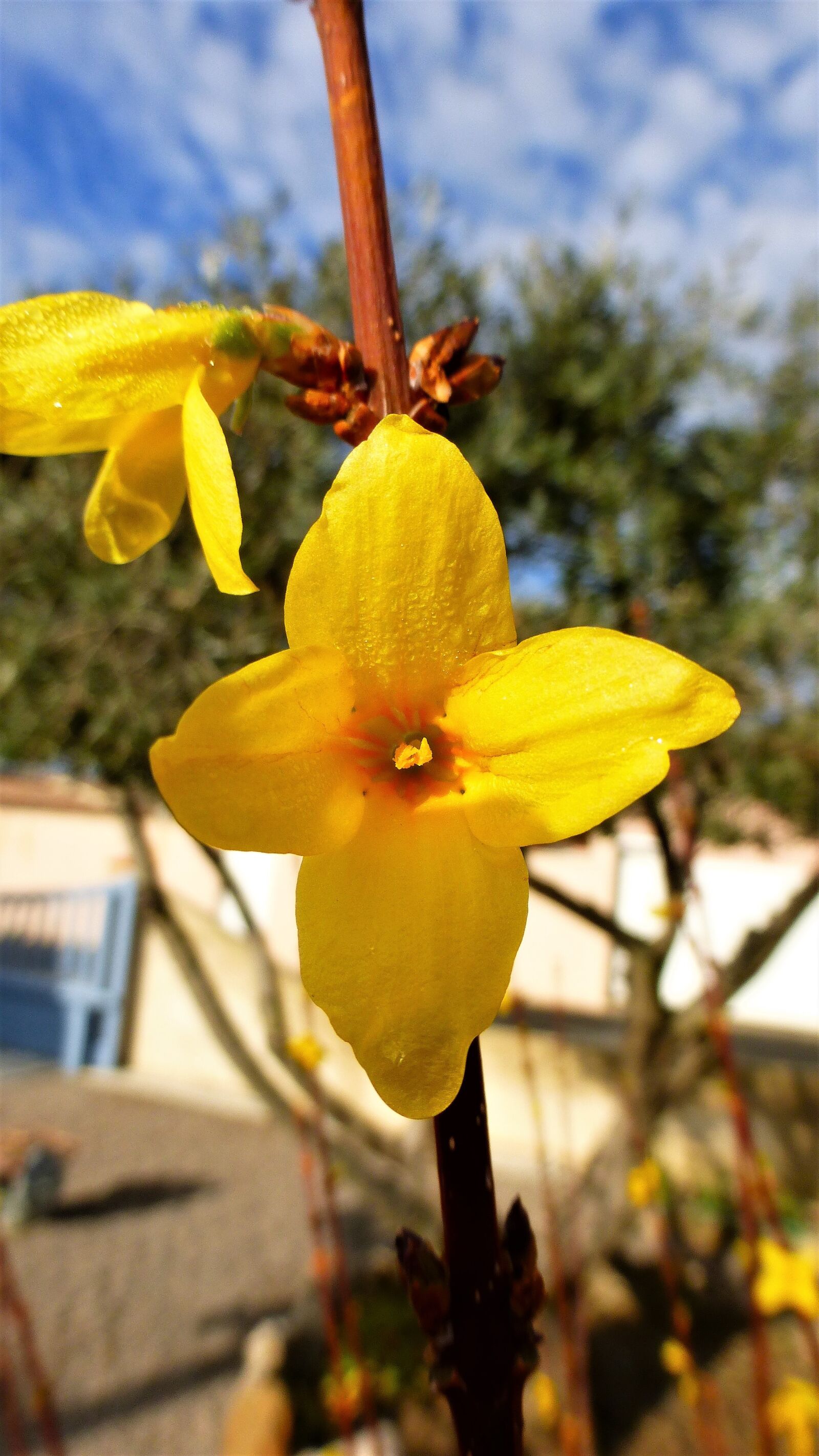Panasonic Lumix DMC-ZS25 (Lumix DMC-TZ35) sample photo. Nature, flower, plant photography