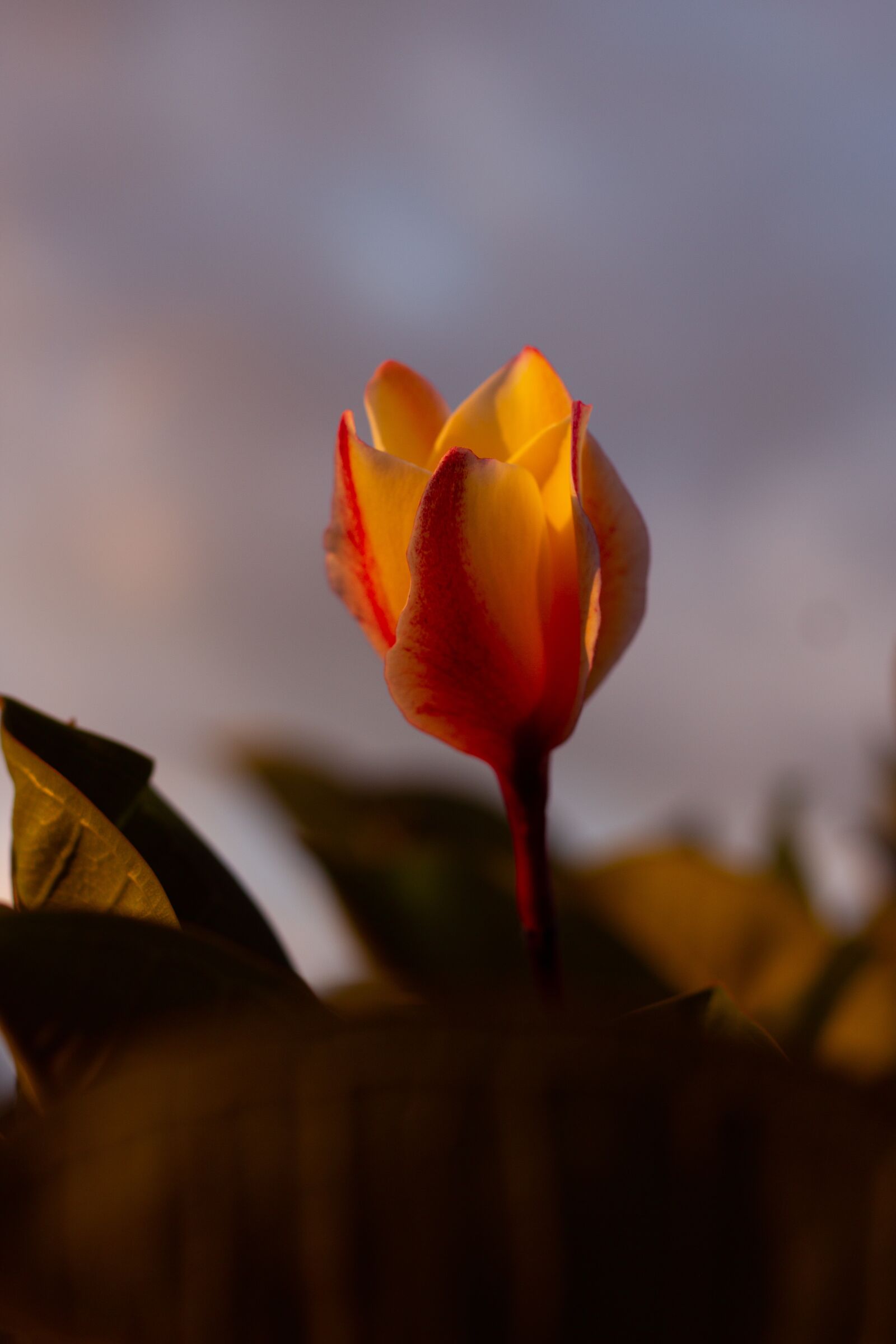 Canon EOS 700D (EOS Rebel T5i / EOS Kiss X7i) + Canon EF 50mm F1.8 STM sample photo. Plumeria, flower, flowers photography