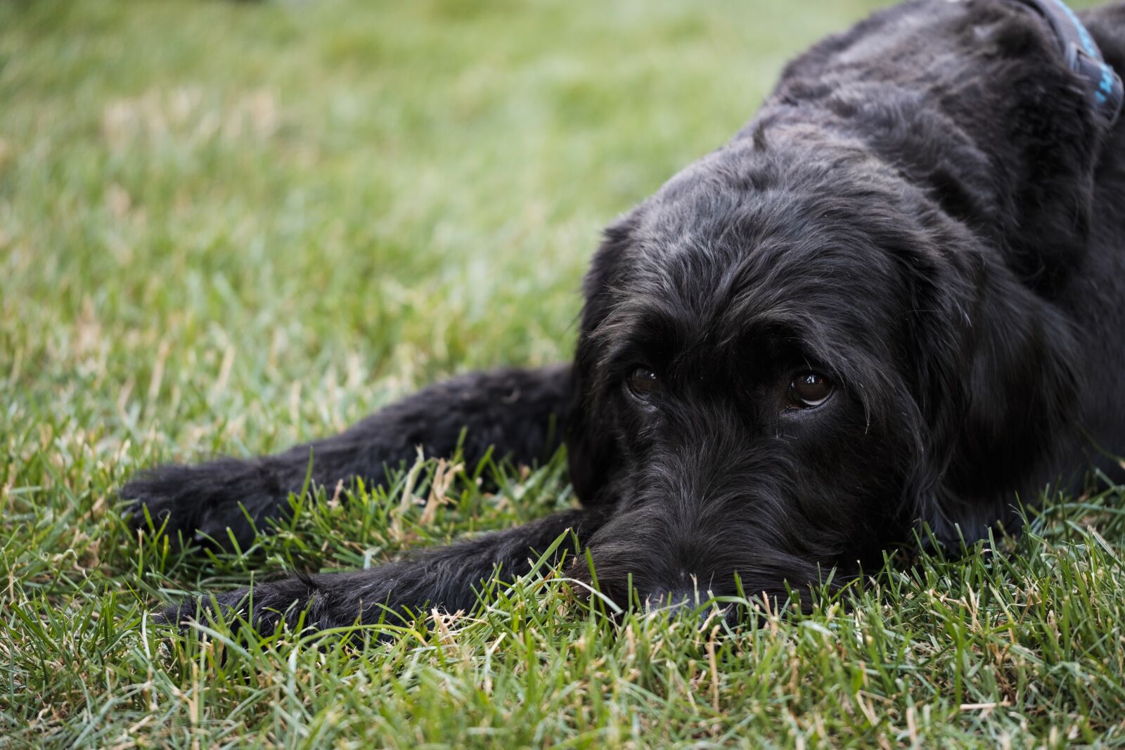 Fujifilm X-T2 + Fujifilm XF 80mm F2.8 R LM OIS WR Macro sample photo. Labradoodle, schnauzer, riesenschnauzer photography