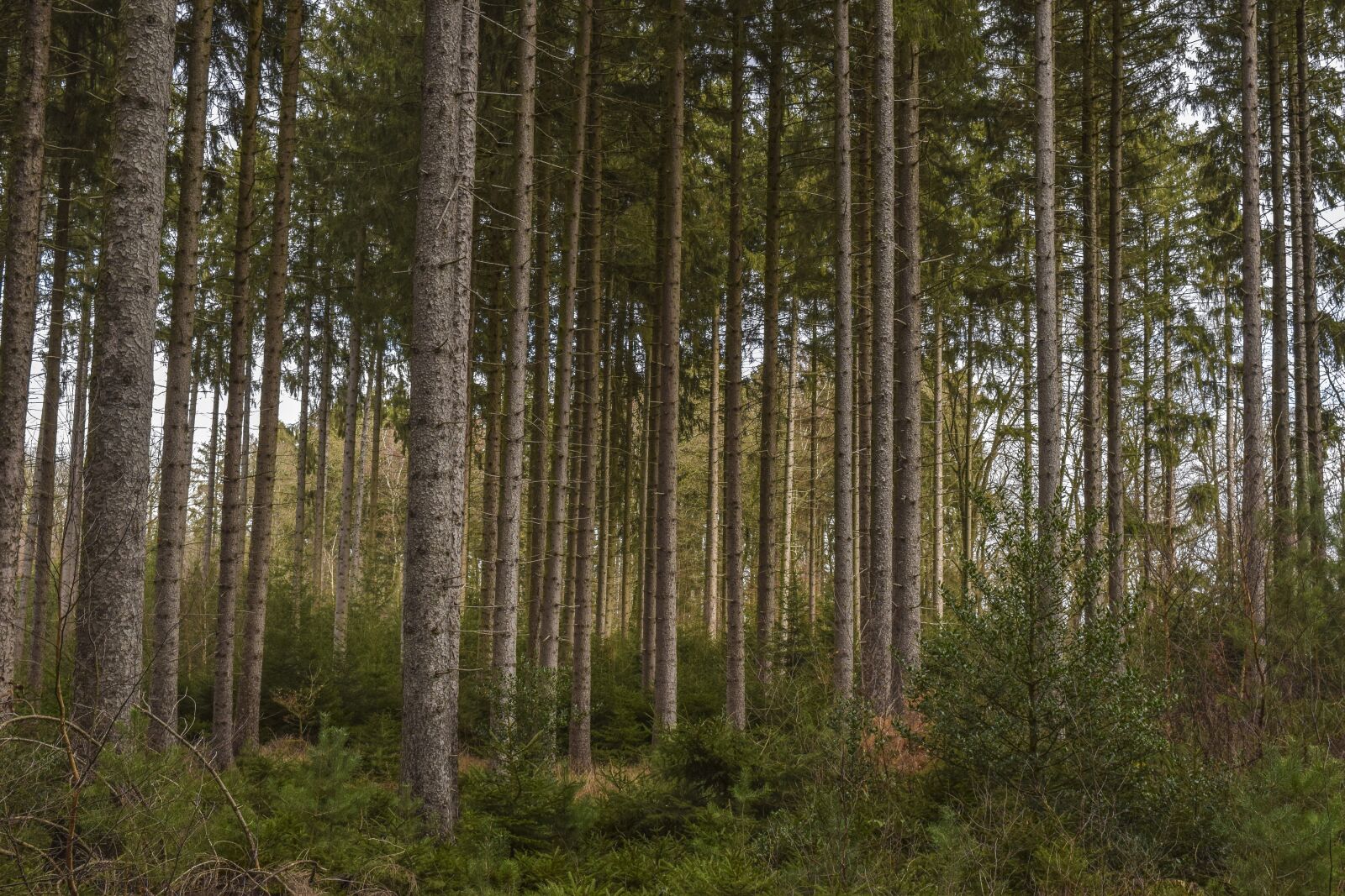 Nikon D3300 sample photo. Forest, nature, landscape photography