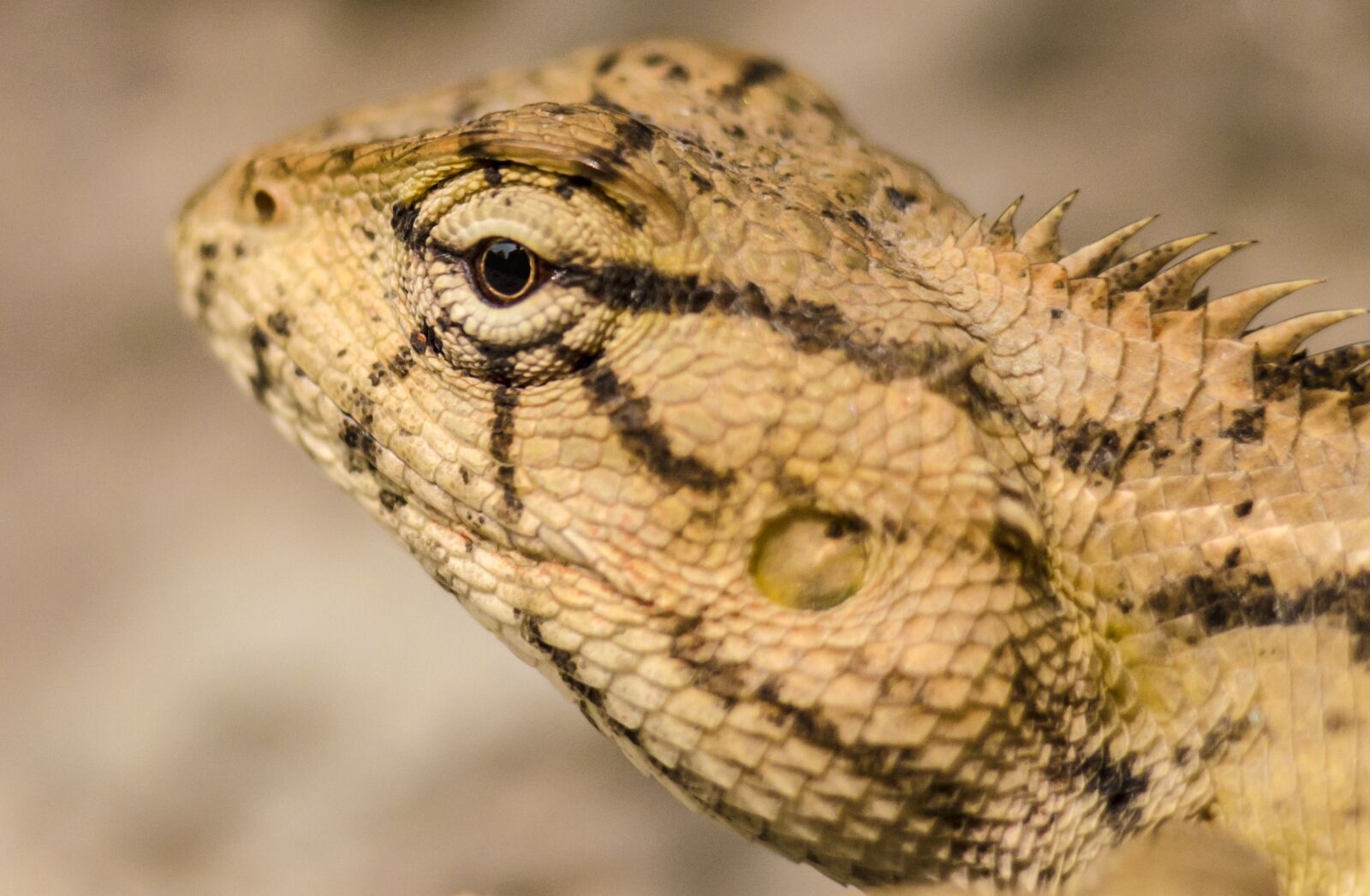 Nikon D5100 sample photo. Macro, lizard, animal photography