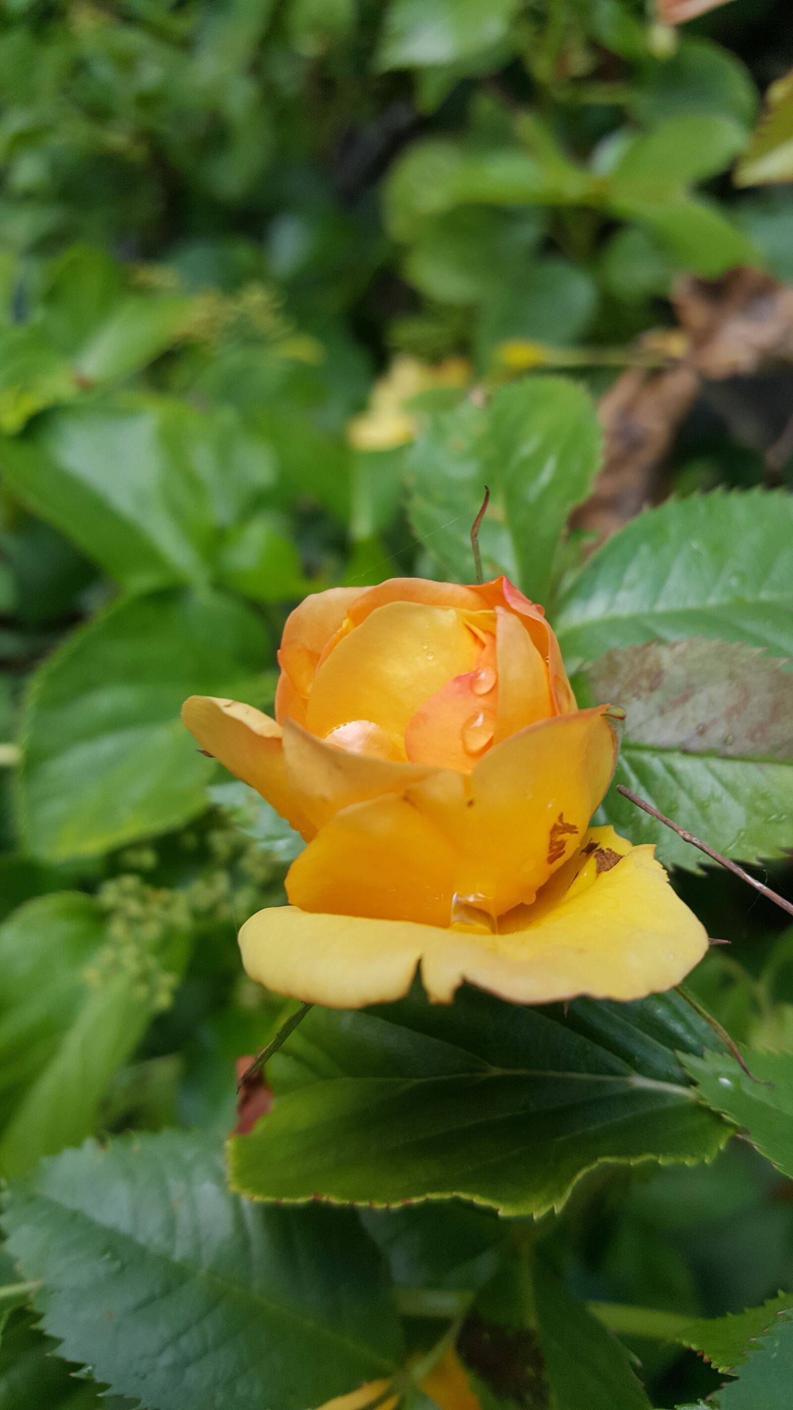 Samsung Galaxy S6 sample photo. Yellow, rose, flower photography