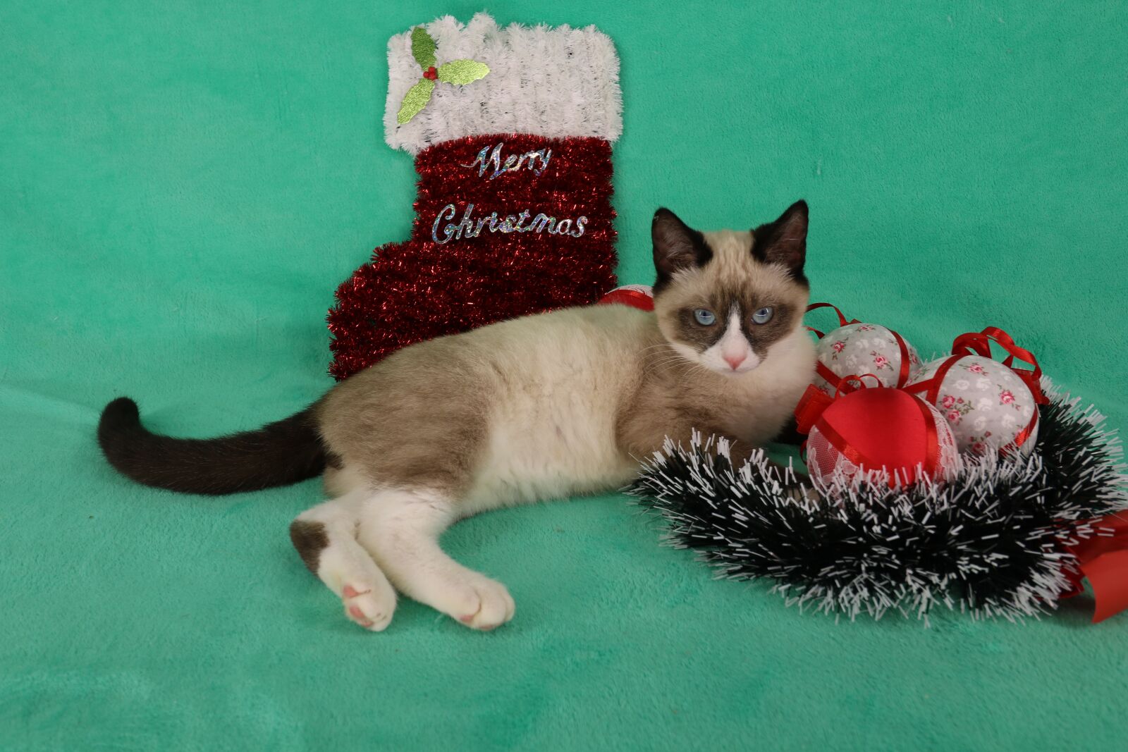 Canon EOS 750D (EOS Rebel T6i / EOS Kiss X8i) + Canon EF-S 10-18mm F4.5–5.6 IS STM sample photo. Kitten, christmas, animal photography