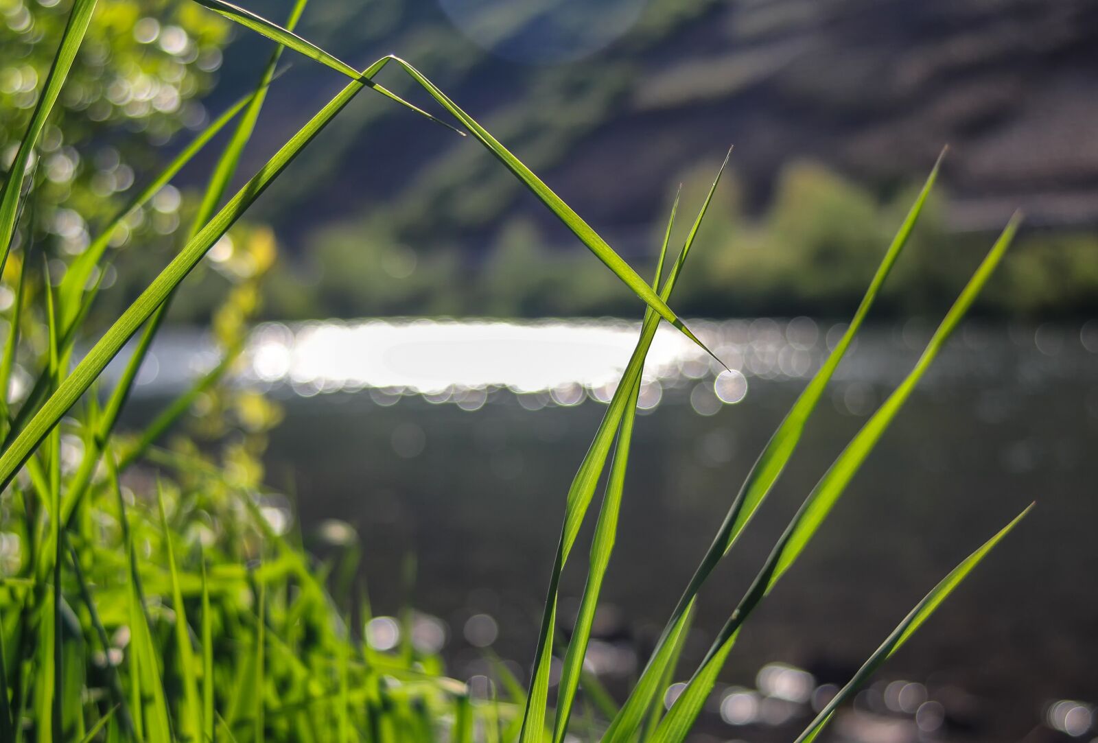Canon EOS 60D sample photo. Grass, nature, plant photography