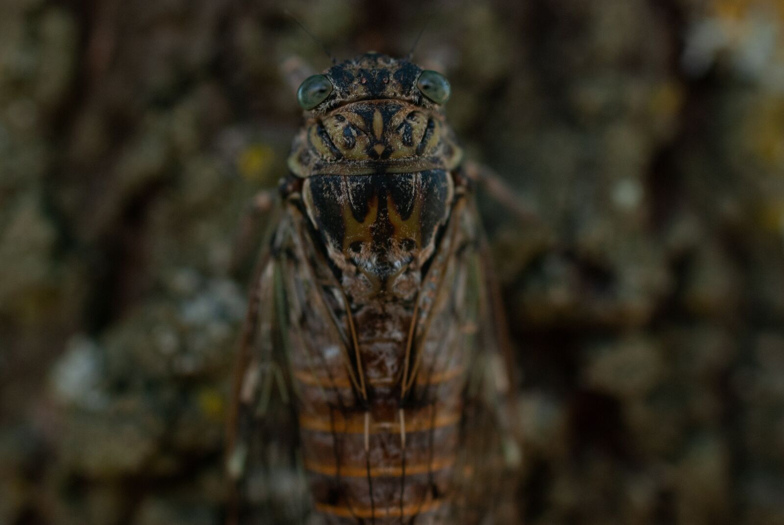 Nikon D80 sample photo. Cicada, insect, nature photography