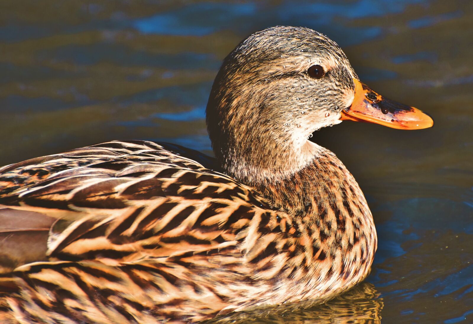 Nikon D7200 sample photo. Mallard, duck, water bird photography