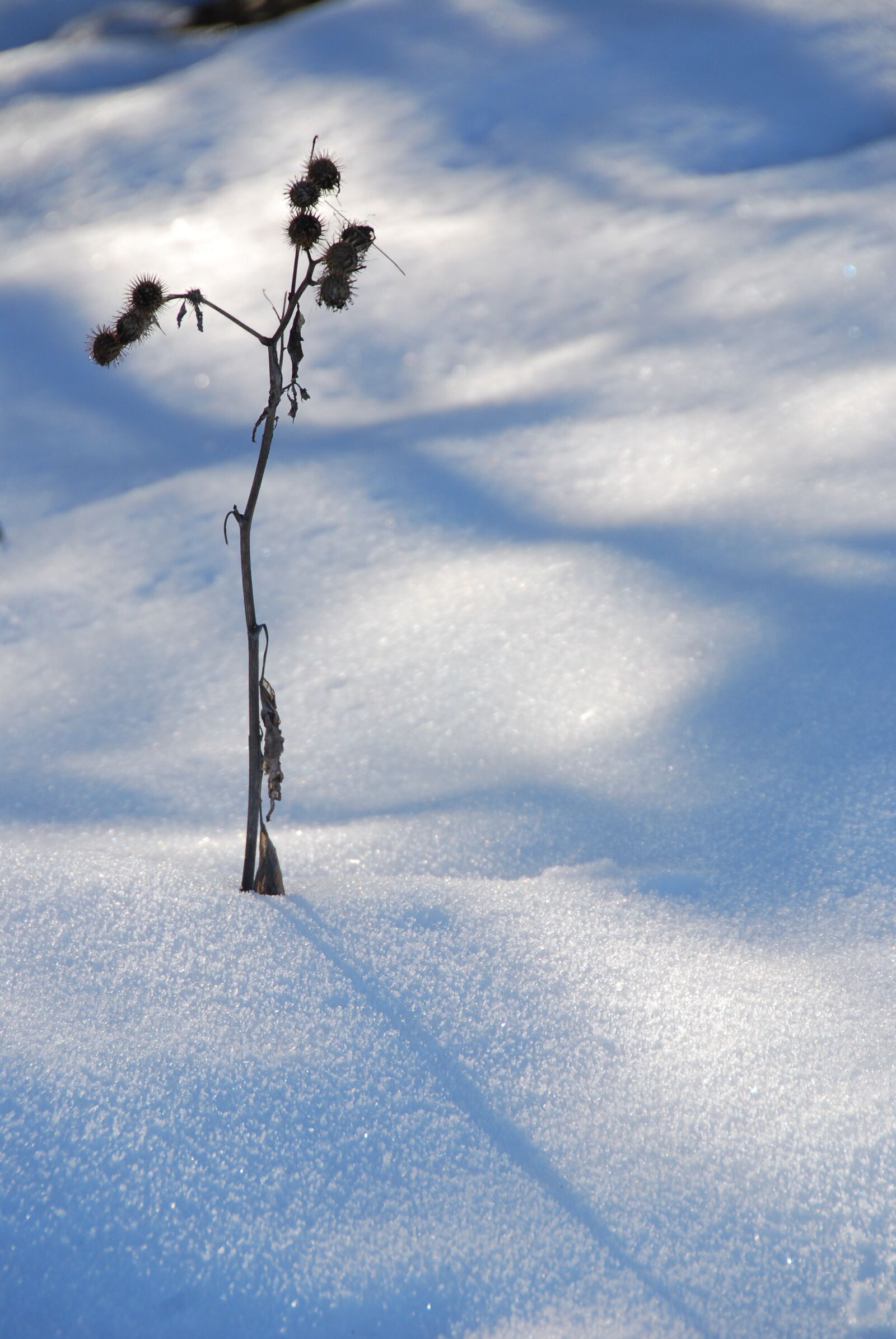Nikon D80 sample photo. Winter, snow, plant photography
