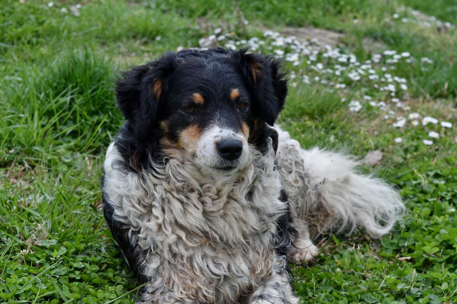 Nikon D5500 sample photo. Scottish sheepdog, sheepdog, friend photography