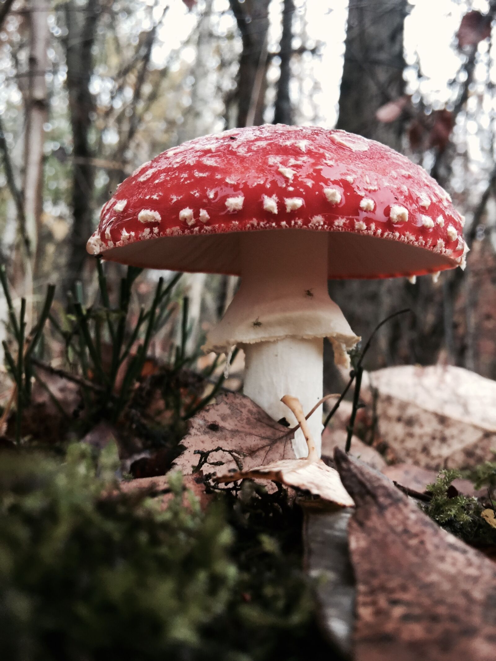 iPhone 6 Plus back camera 4.15mm f/2.2 sample photo. Mushroom, forest, nature photography