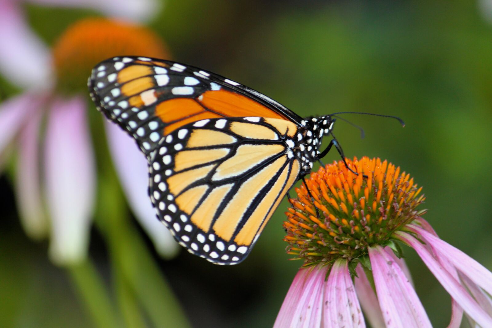 Canon EF-S 55-250mm F4-5.6 IS sample photo. Monarch butterfly, insect, nature photography