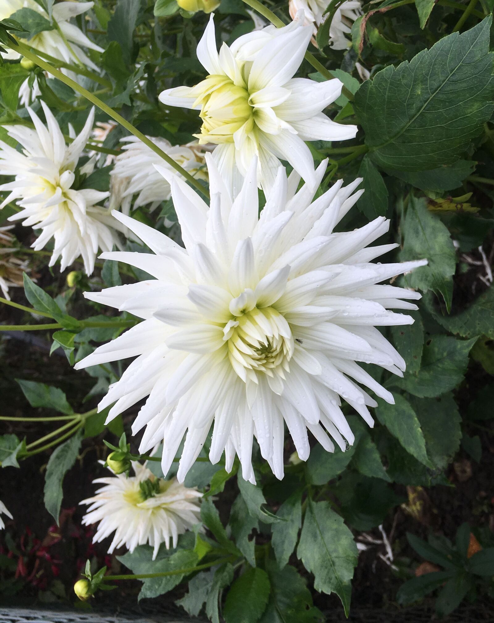 Apple iPhone 6s sample photo. Autumn flower, white, chrysanthemum photography