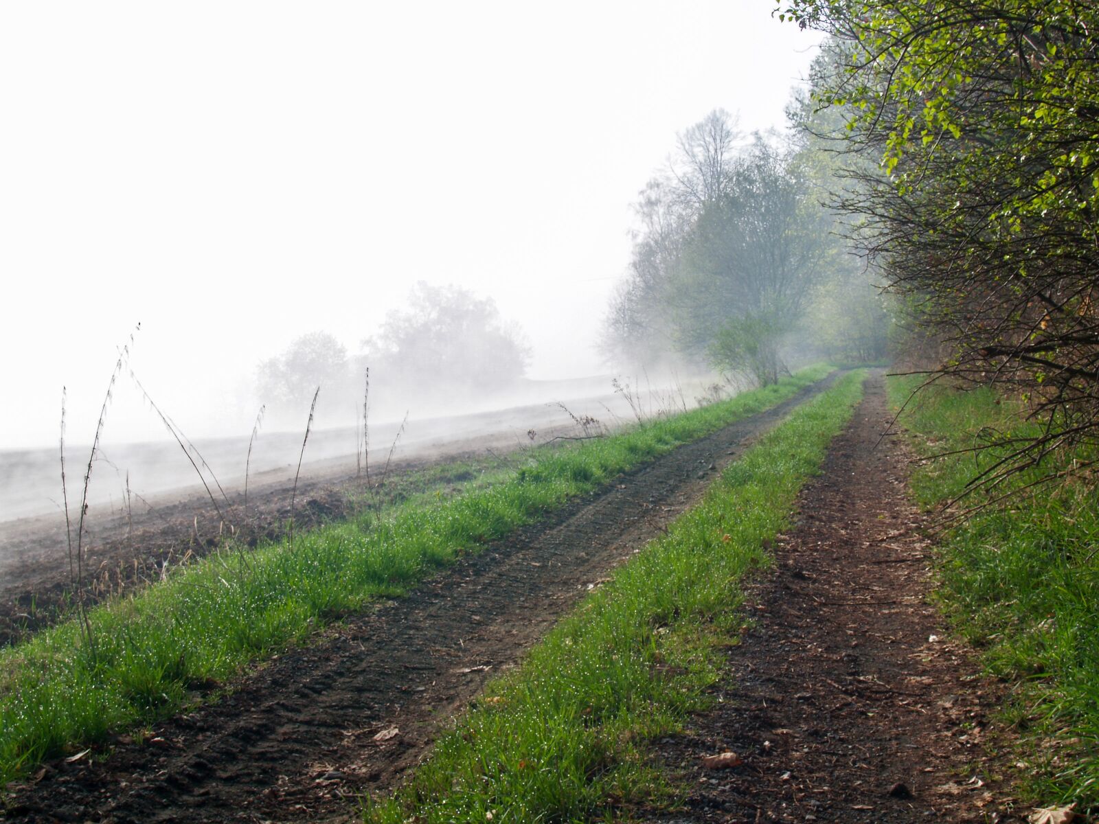 Olympus E-500 (EVOLT E-500) sample photo. Landscape, morning, fog photography