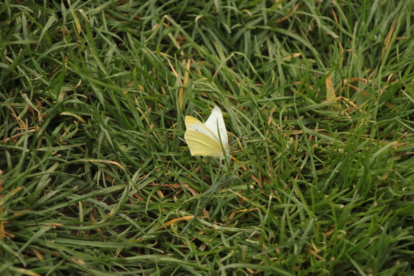 Canon EOS 500D (EOS Rebel T1i / EOS Kiss X3) sample photo. Butterfly, grass, garden photography