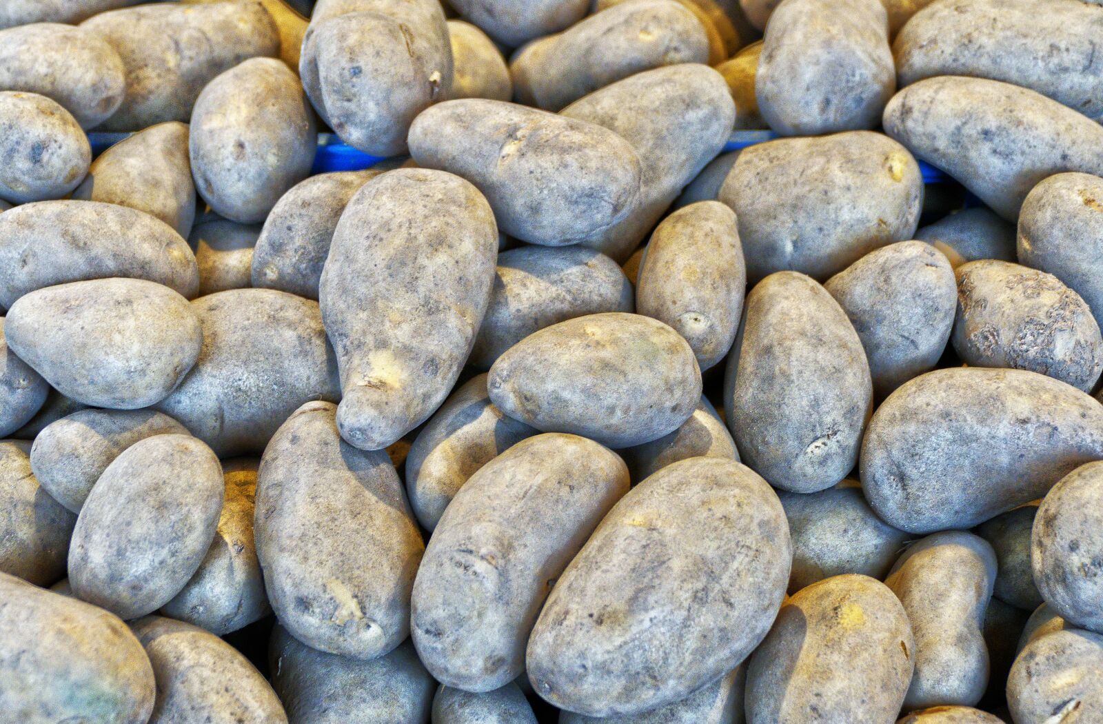 Panasonic Lumix DMC-FZ1000 sample photo. Potato, earth apple, grumbeer photography