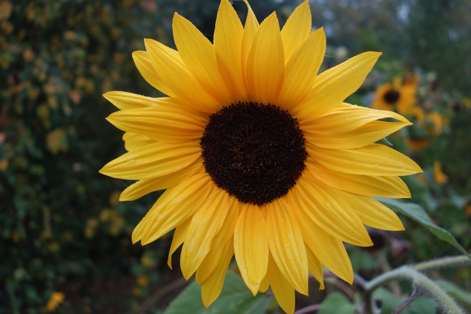 Sony Cyber-shot DSC-RX100 sample photo. Sunflower, autumn, blossom photography