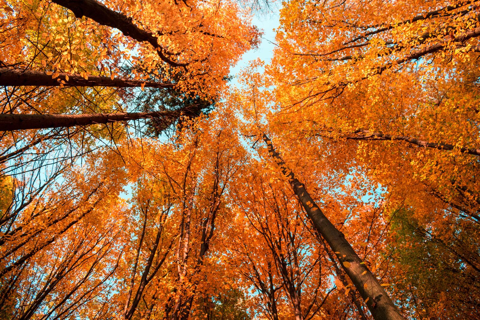 Nikon D3300 sample photo. Forest, trees, nature photography