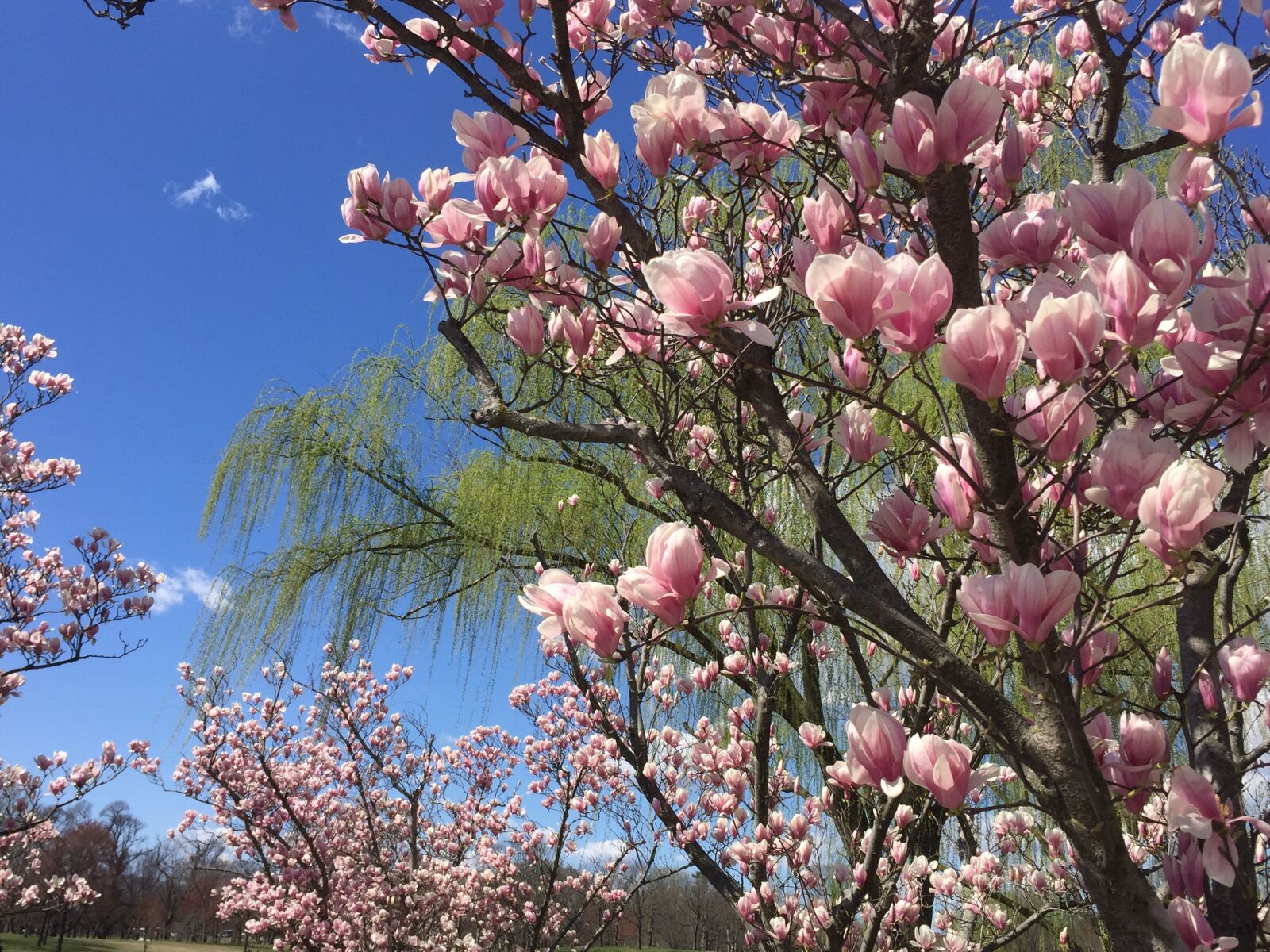 Apple iPhone 6 sample photo. Magnolia, blossom photography