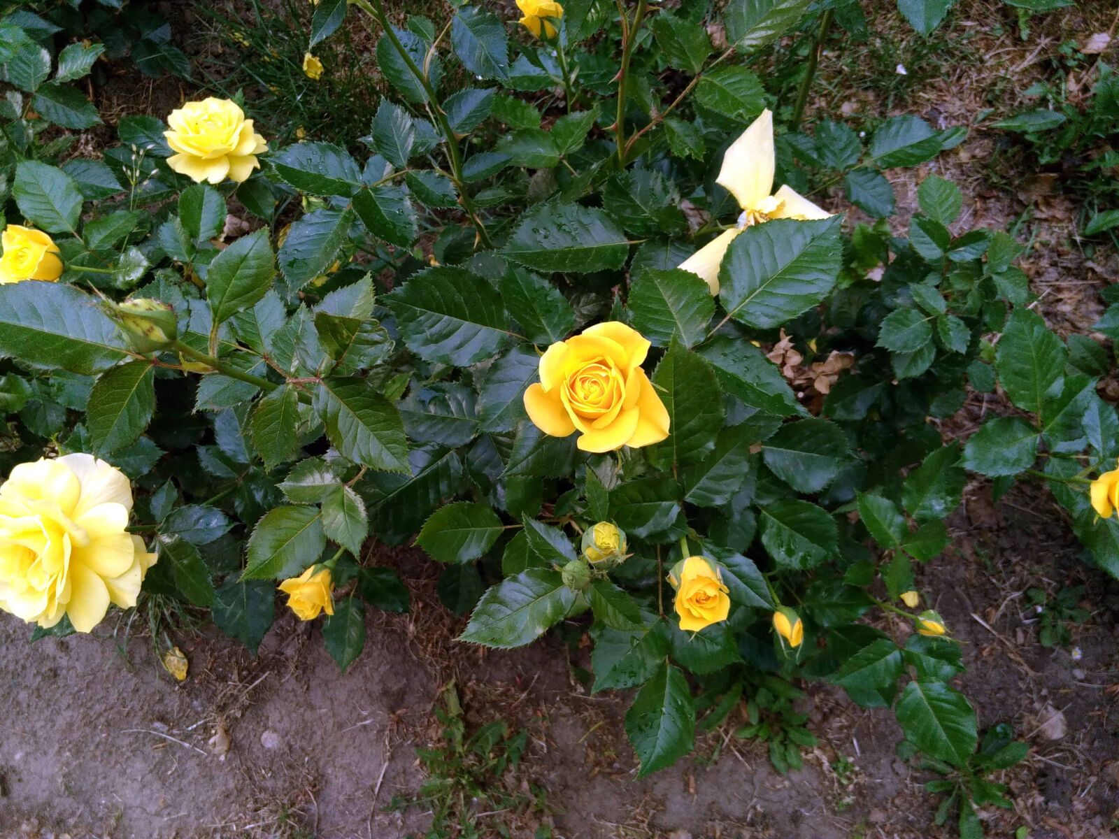 Lenovo S60-A sample photo. Yellow rose, leaf, garden photography