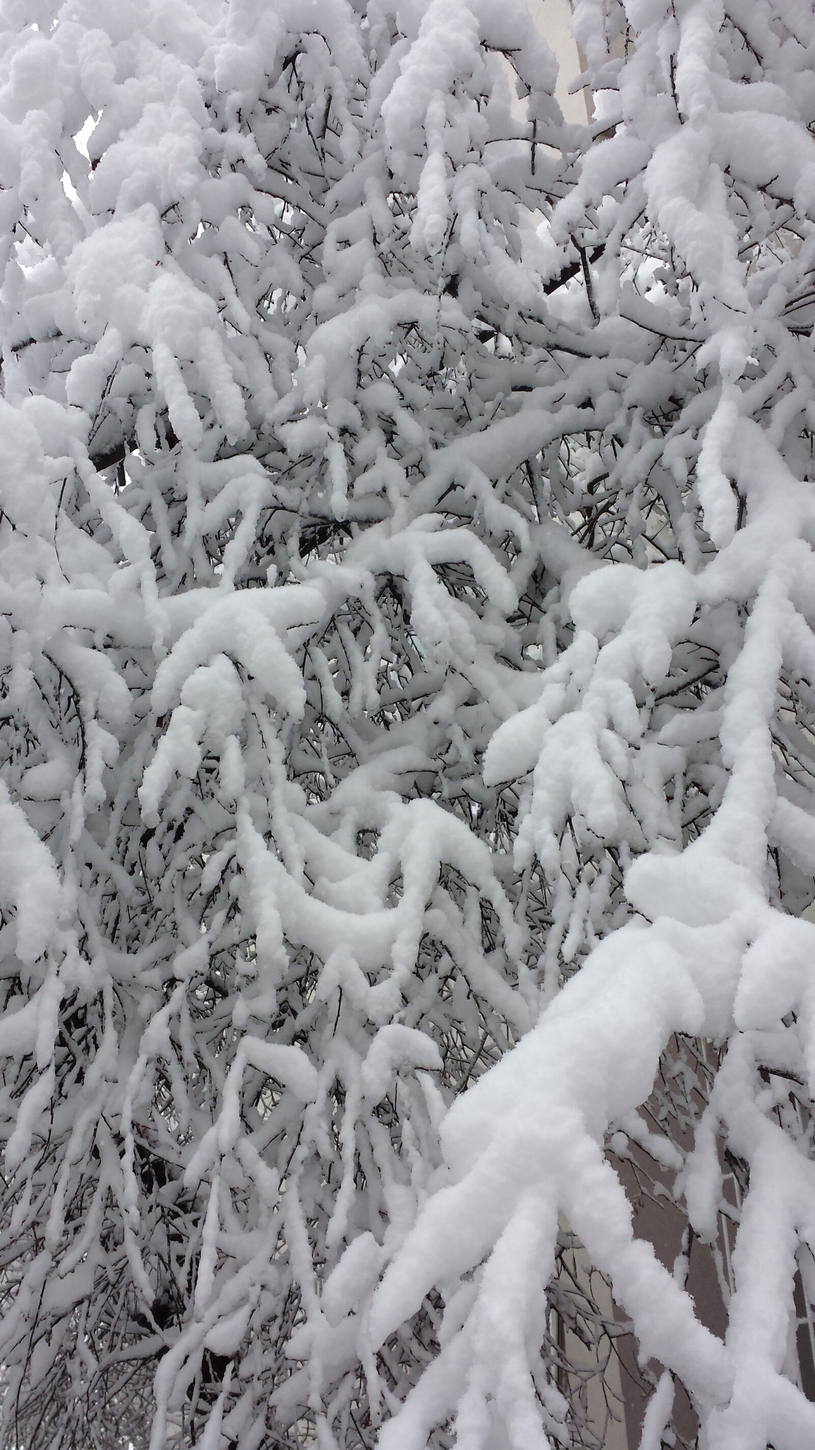 Samsung Galaxy S4 sample photo. Bucharest, winter, trees photography