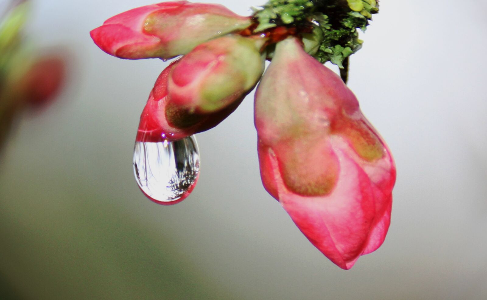 Canon EOS 7D sample photo. Drop of water, pink photography