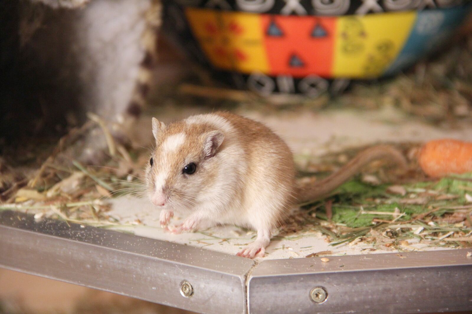 Canon EOS 60D sample photo. Racing mouse, nager, sweet photography