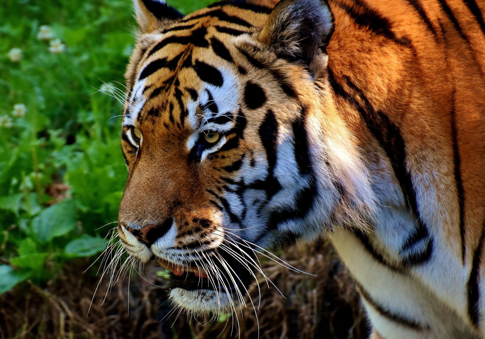 Nikon D7200 sample photo. Tiger, predator, fur photography