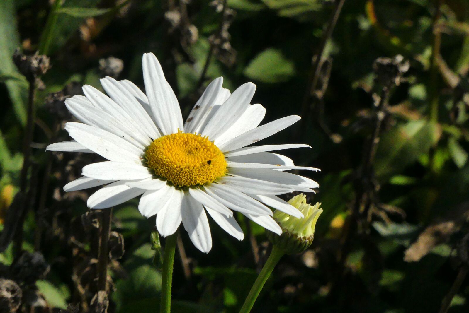Panasonic Lumix DMC-FZ300 sample photo. Flower, daisy, nature photography