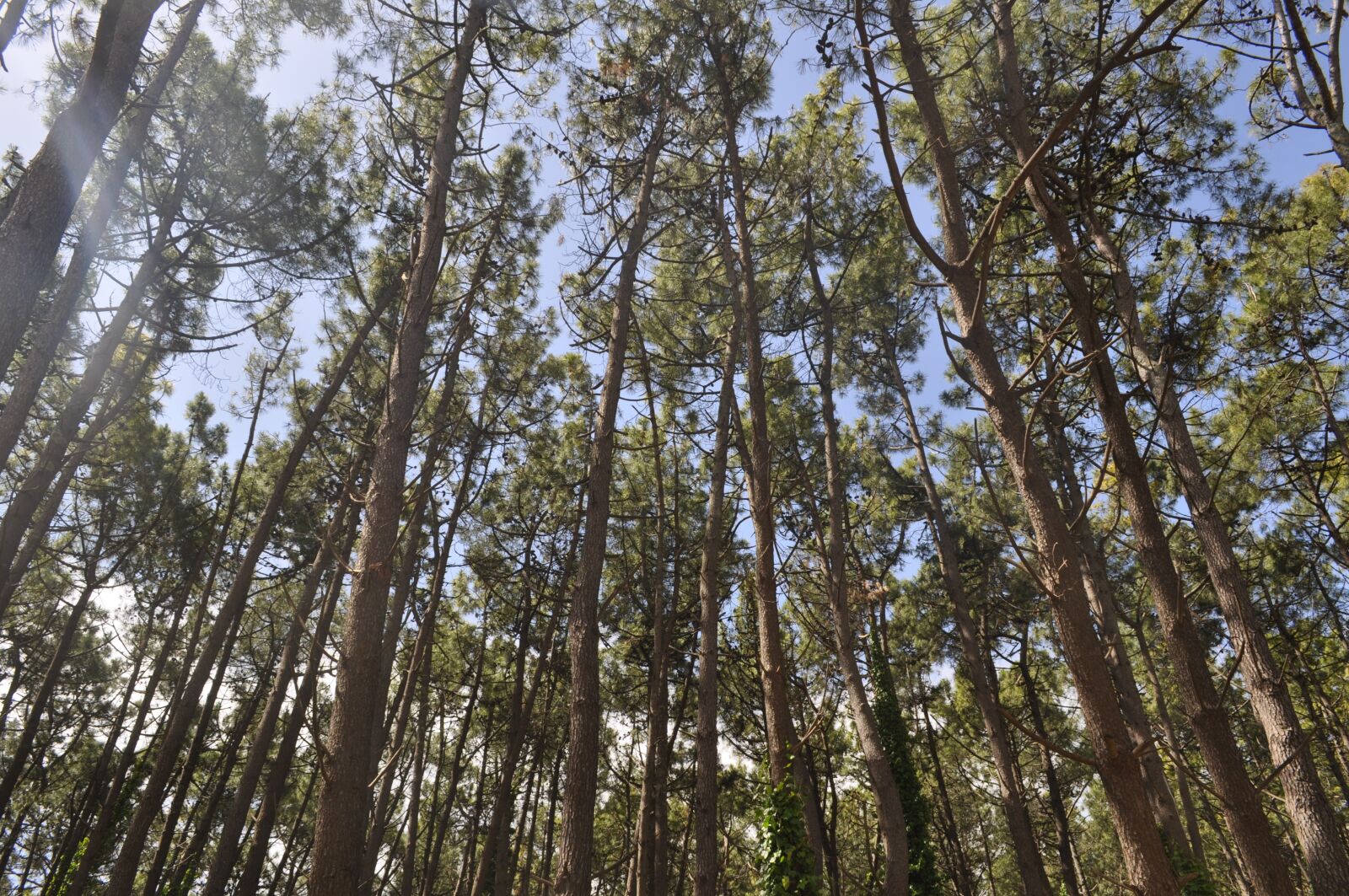 Nikon D5000 sample photo. Forest, landscape, nature photography