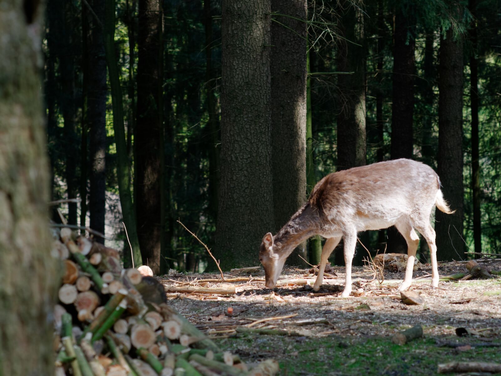 Nikon D300S sample photo. Roe deer, forest, animal photography