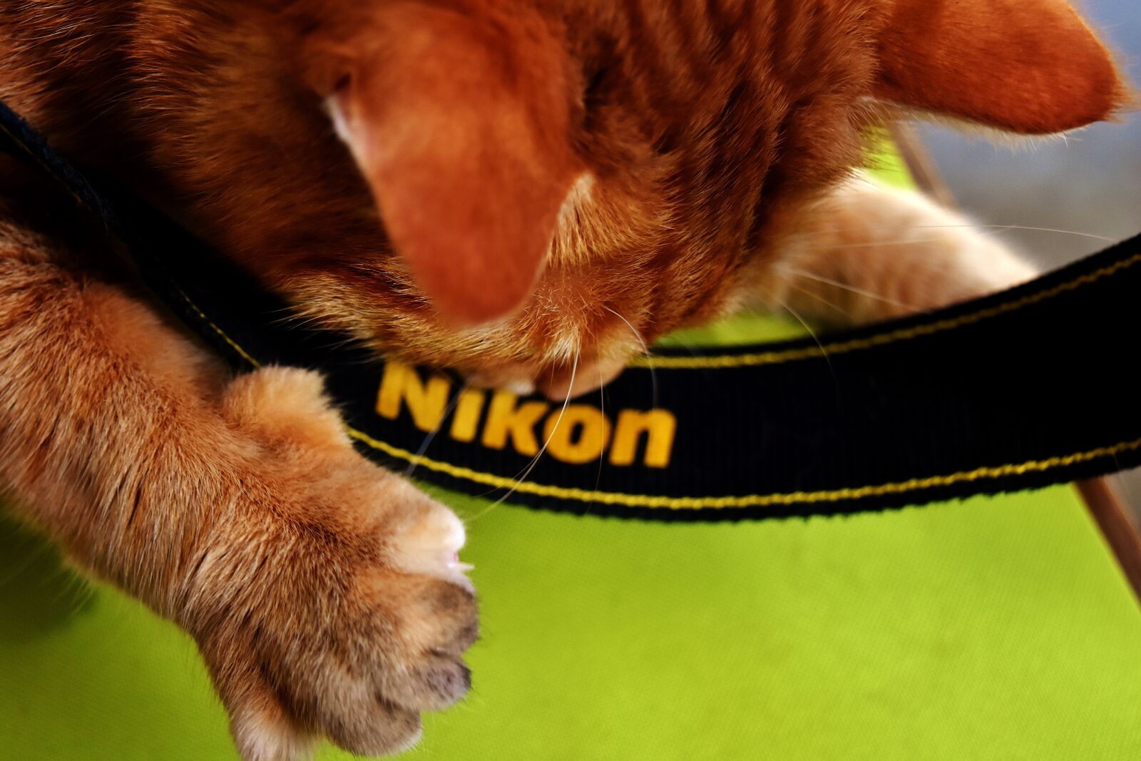 Nikon D7200 sample photo. Cat, mackerel, nikon photography