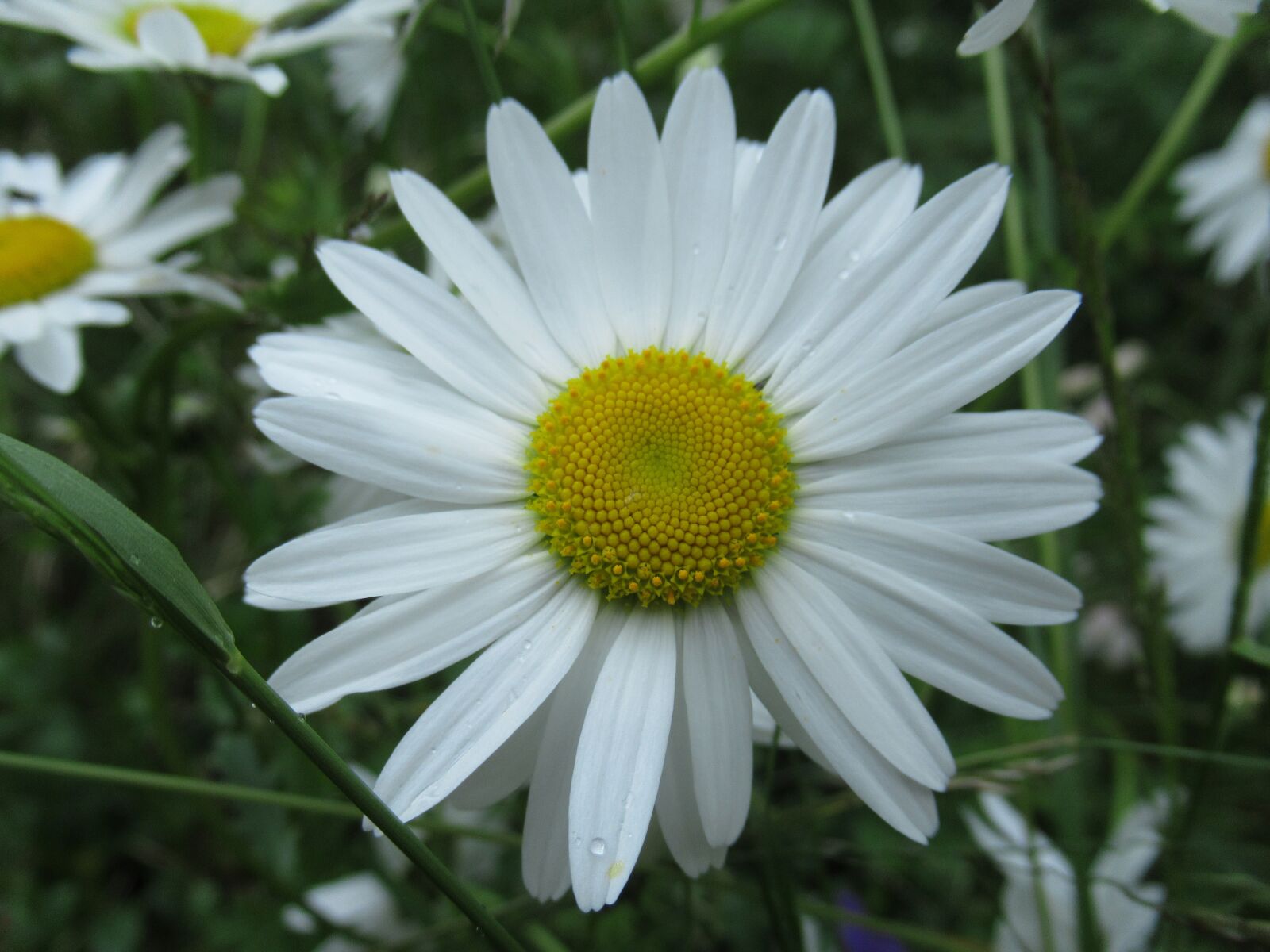 Canon PowerShot SX620 HS sample photo. Margriet, flower, circle photography