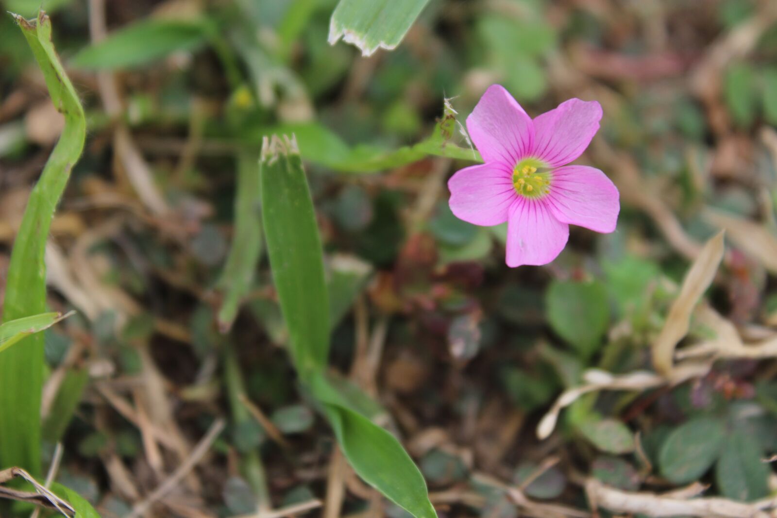Canon EOS 600D (Rebel EOS T3i / EOS Kiss X5) sample photo. Flower, grass, see photography