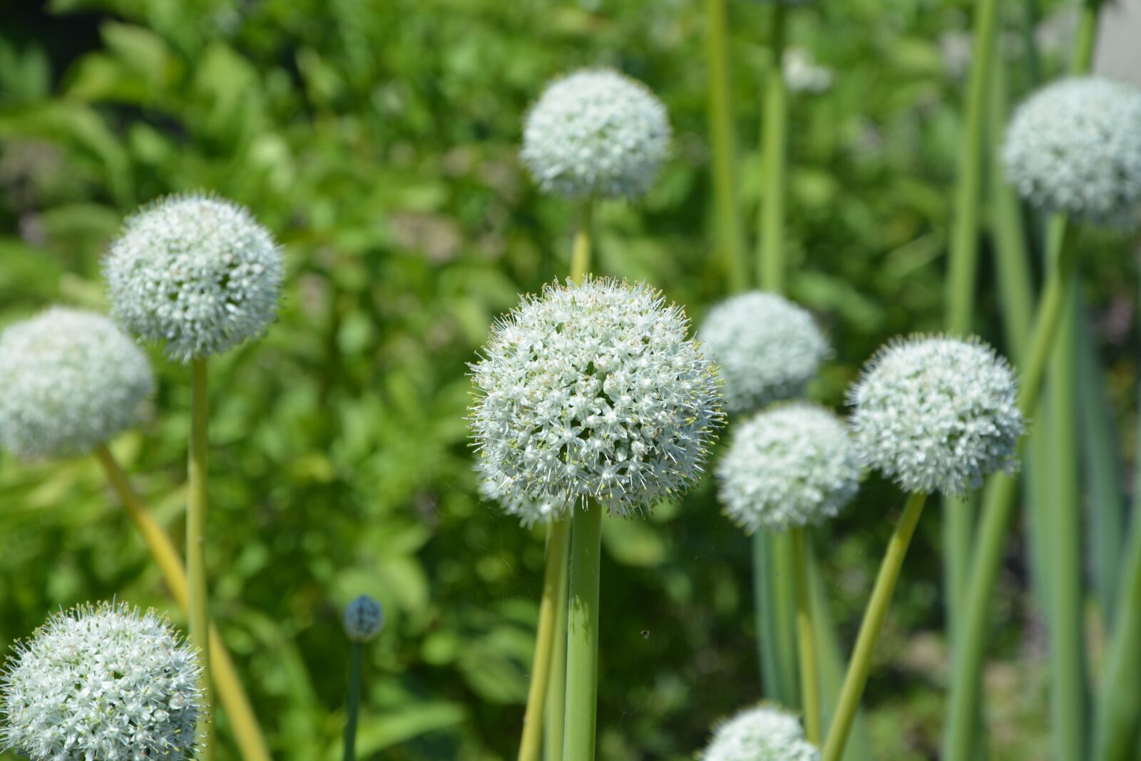 Nikon D5200 sample photo. Flowers, botany, garden photography
