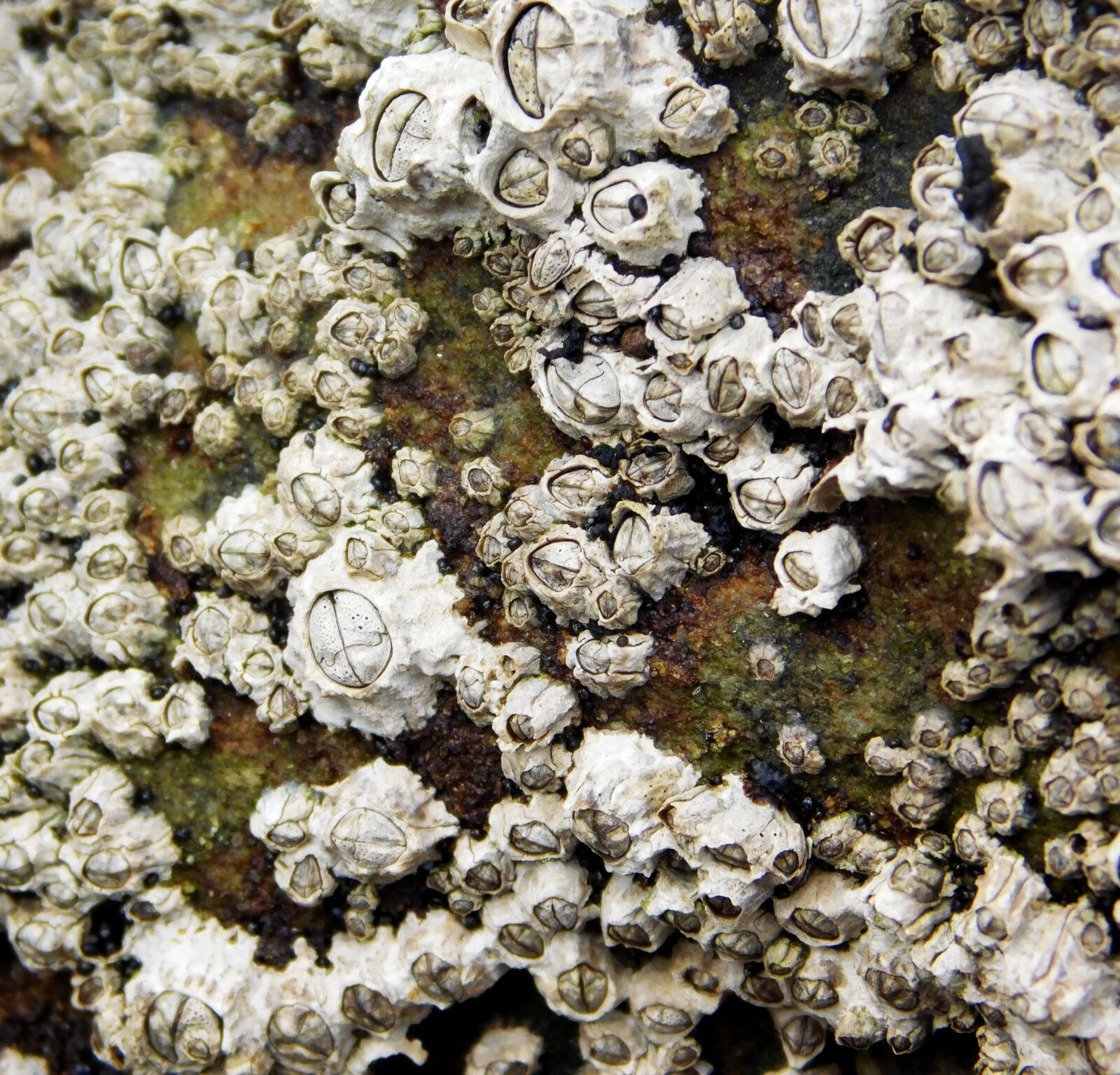 Nikon Coolpix L840 sample photo. Crustacean, sea, coast photography