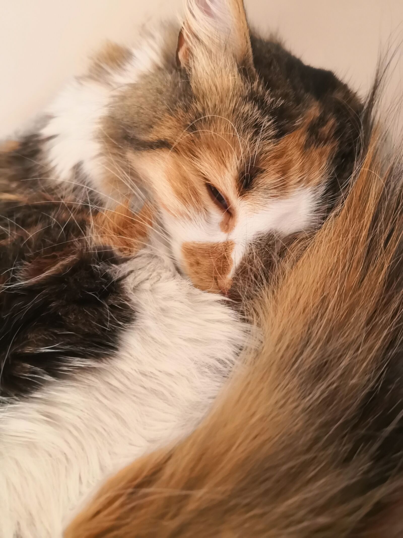 HUAWEI Mate 10 Pro sample photo. Kitten, cat, sleep photography