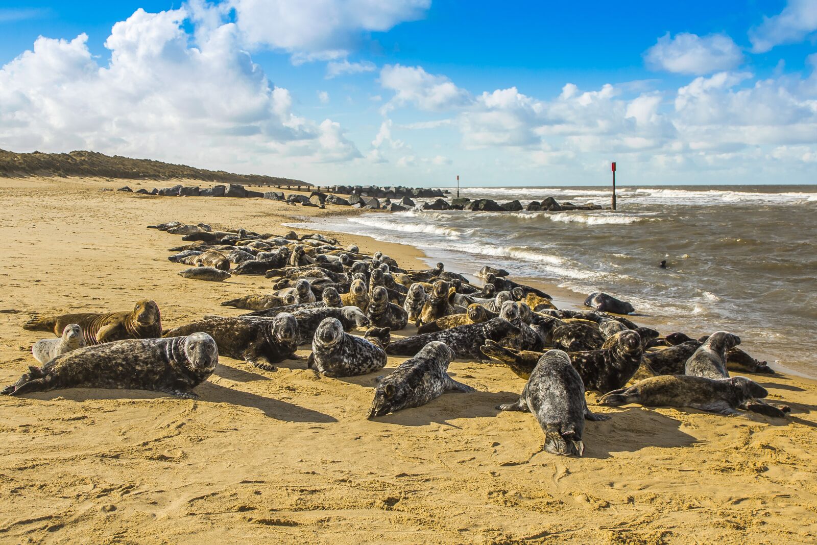 Canon EOS 60D + Canon EF 24-105mm F4L IS USM sample photo. Seals, beach, north sea photography