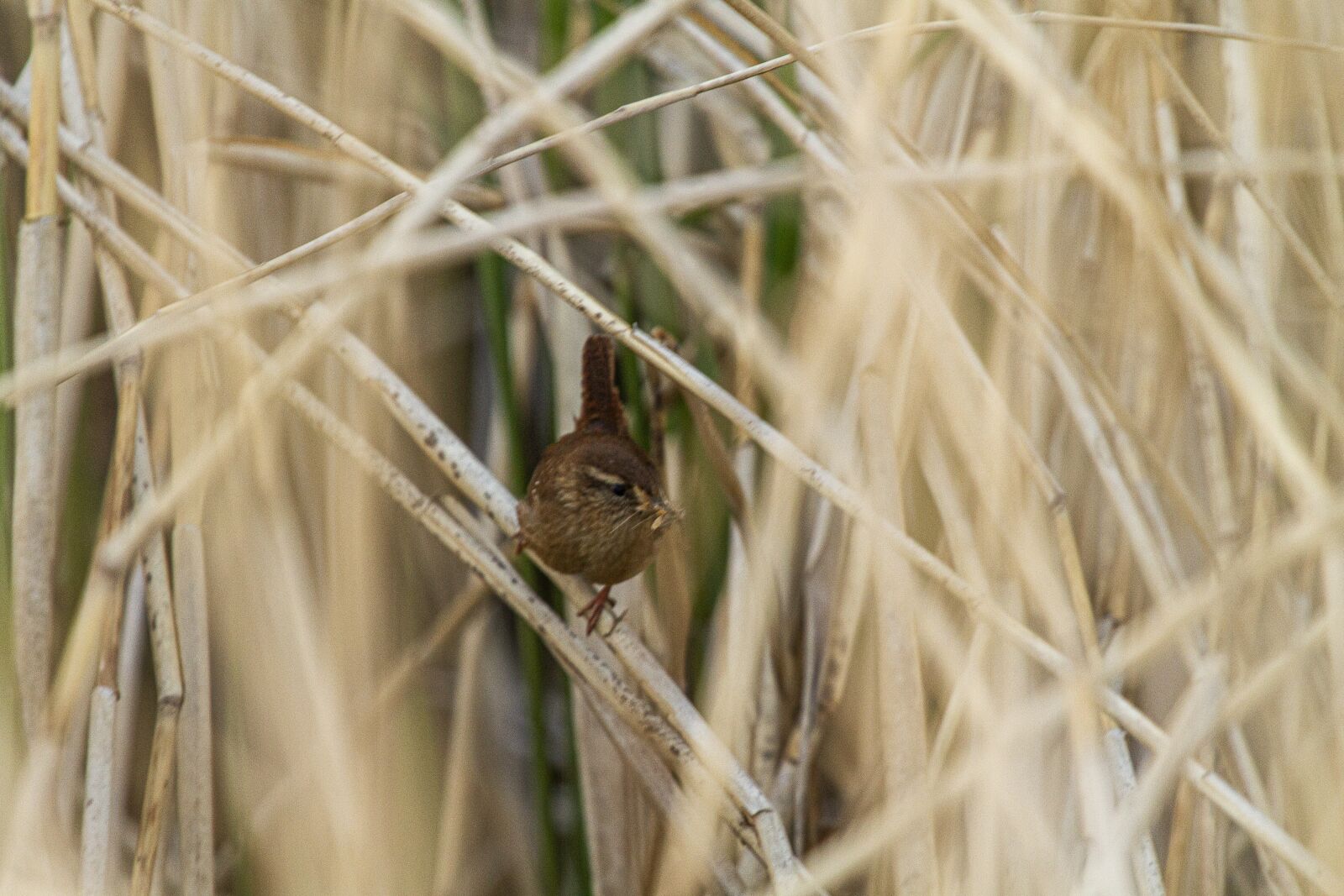 Canon EOS 7D + Canon EF 100-400mm F4.5-5.6L IS USM sample photo. Bird, animal, songbird photography