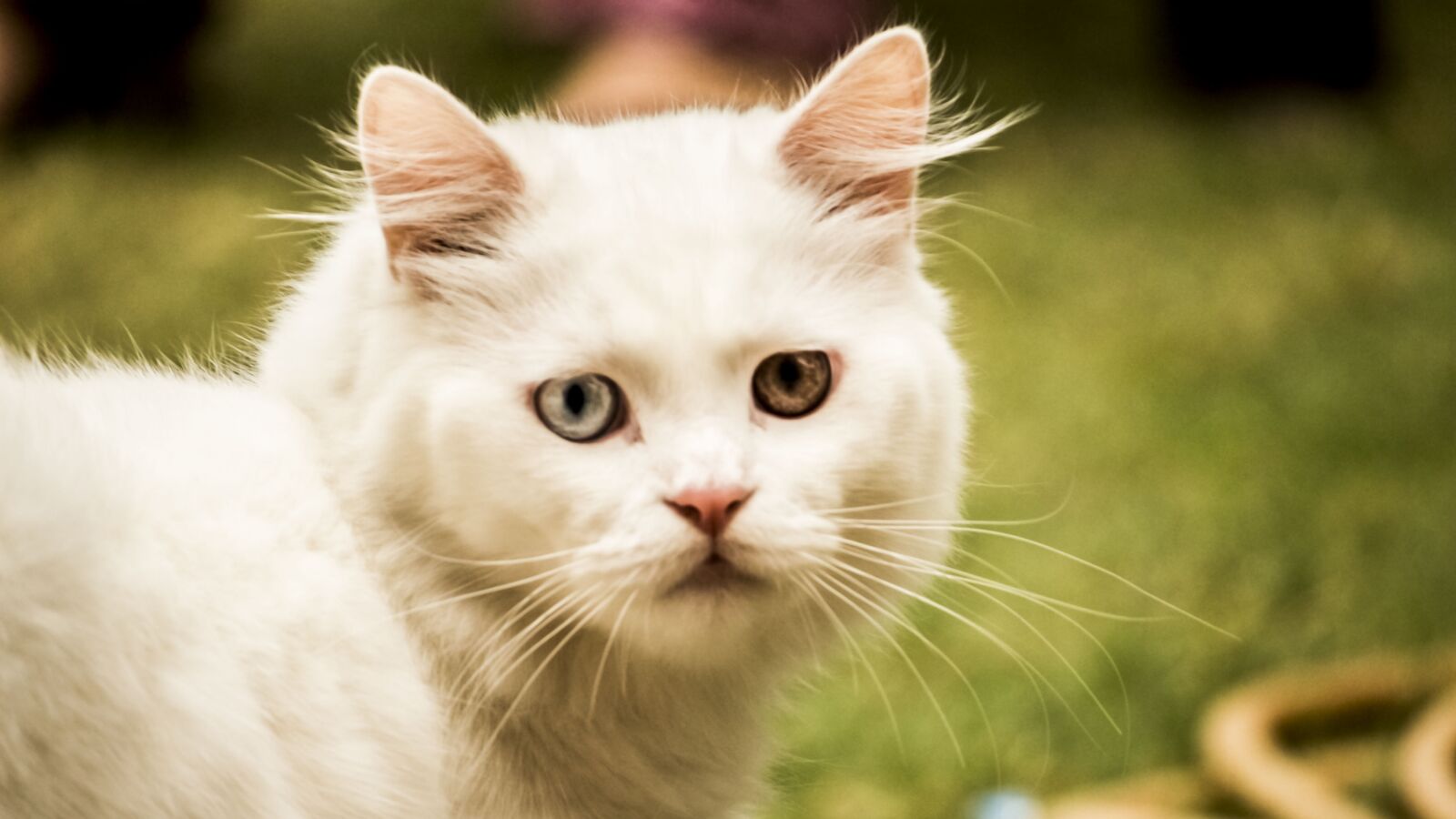 Canon EOS 700D (EOS Rebel T5i / EOS Kiss X7i) sample photo. Cat, pet, animal photography