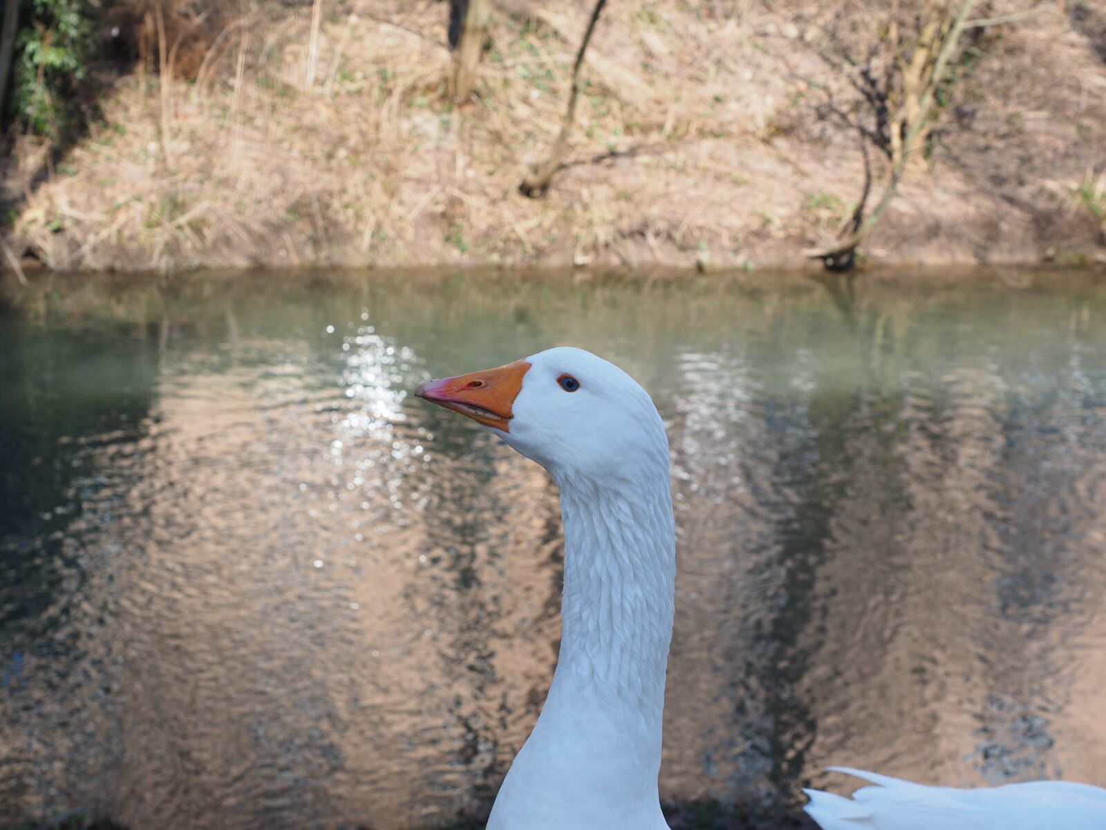 Olympus OM-D E-M1 + Olympus M.Zuiko Digital ED 12-40mm F2.8 Pro sample photo. Goose, head, neck photography