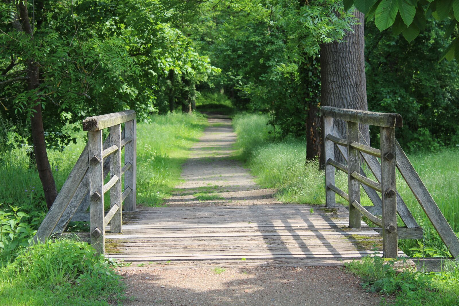 Canon EOS 1300D (EOS Rebel T6 / EOS Kiss X80) sample photo. Path, forest, nature photography