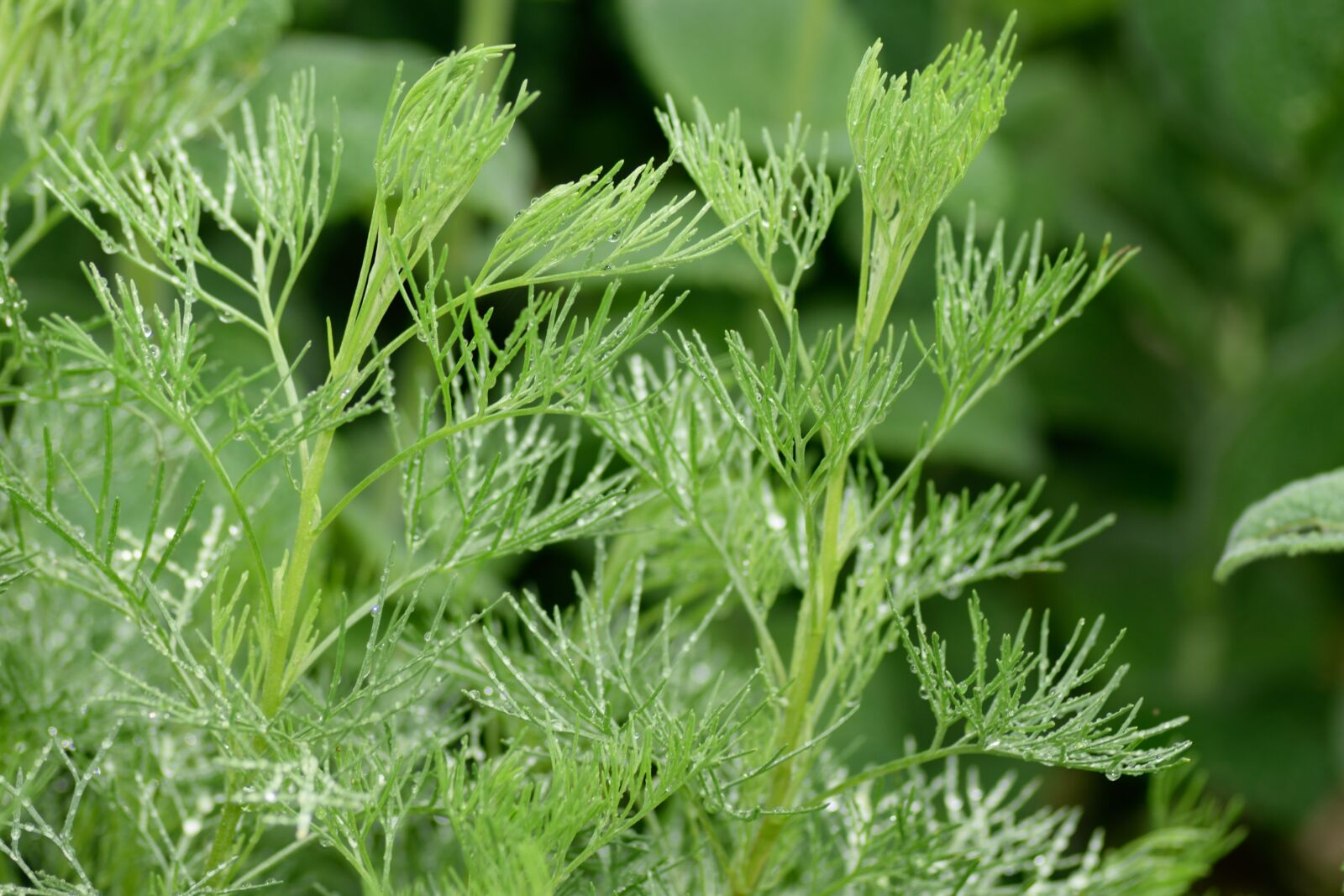 Nikon D3300 sample photo. Spice, cola herb, garden photography