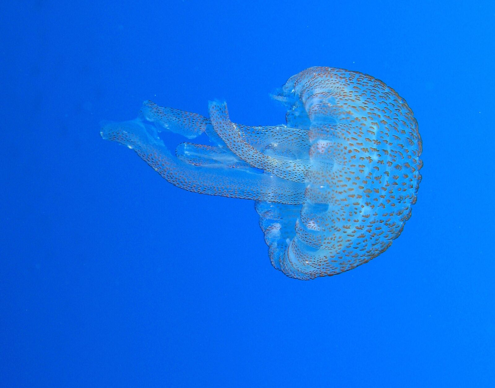 Canon POWERSHOT G9 sample photo. Jellyfish, sea, underwater photography
